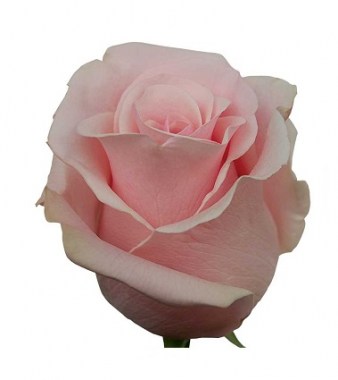 Роза Пинк Мондиаль 50|60|70 см 25шт